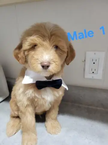 MINI F1B GOLDENDOODLE WEEKEND SPECIAL - Photo 7