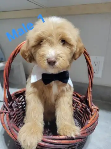 MINI F1B GOLDENDOODLE WEEKEND SPECIAL - Photo 8