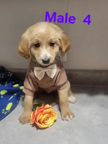 MINI F1B GOLDENDOODLE WEEKEND SPECIAL - Photo 9