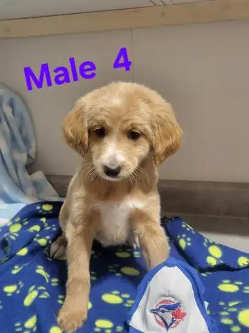 MINI F1B GOLDENDOODLE WEEKEND SPECIAL - Photo 10