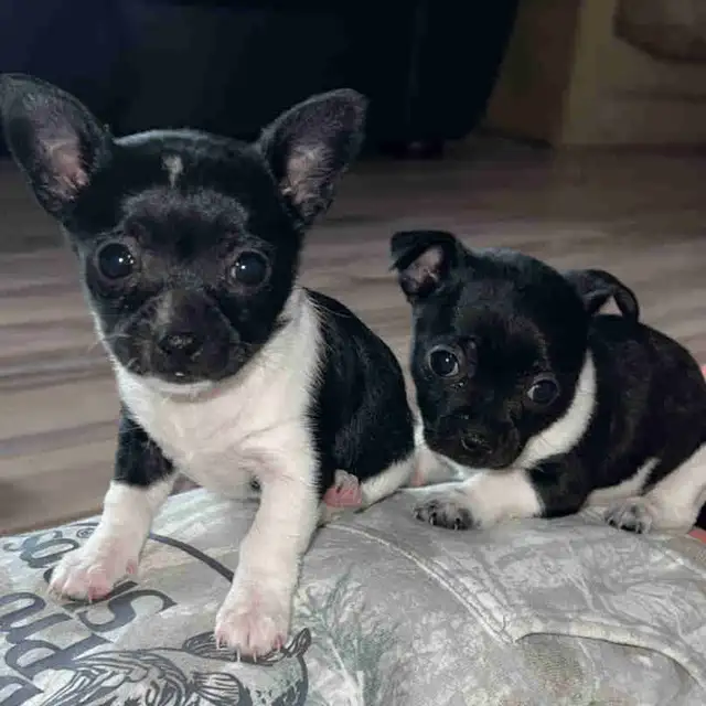 Adorable Female Chihuahua Puppies!