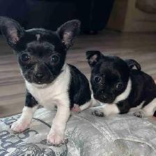 Adorable Female Chihuahua Puppies!