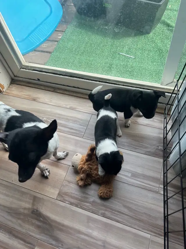 Adorable Female Chihuahua Puppies! - Photo 2