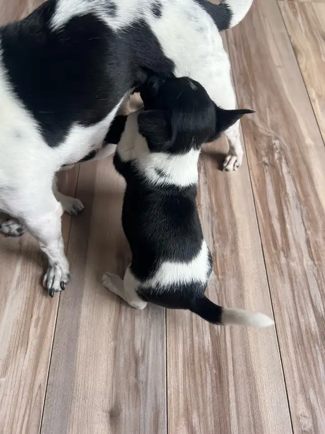 Adorable Female Chihuahua Puppies! - Photo 3