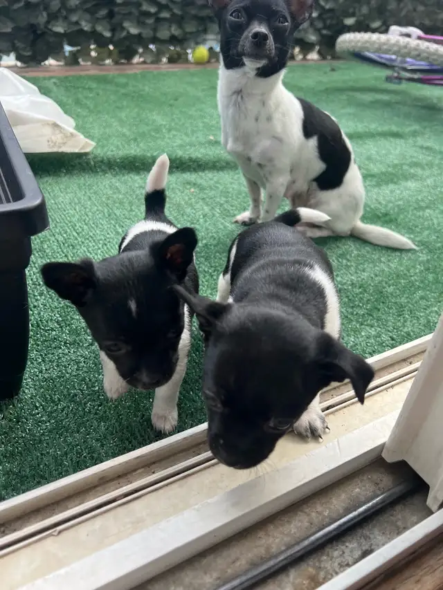 Adorable Female Chihuahua Puppies! - Photo 4