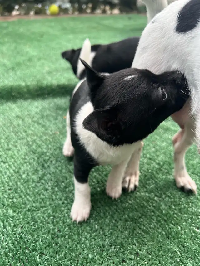 Adorable Female Chihuahua Puppies! - Photo 6