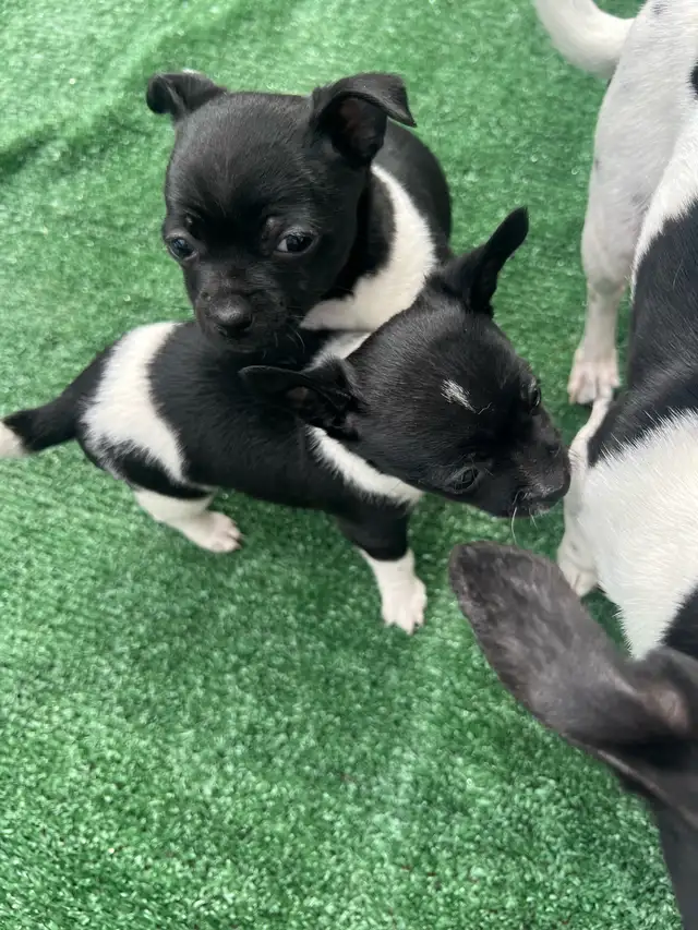 Adorable Female Chihuahua Puppies! - Photo 7