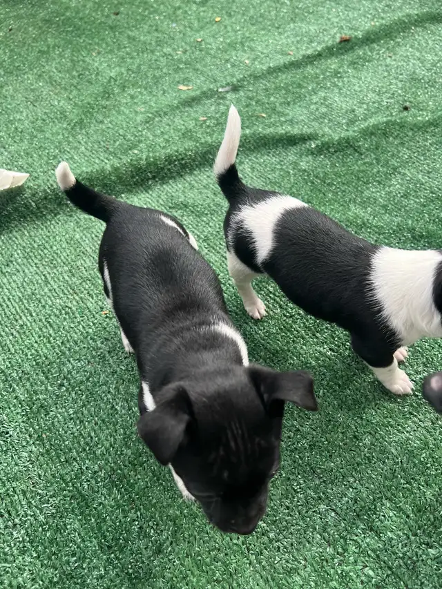 Adorable Female Chihuahua Puppies! - Photo 8