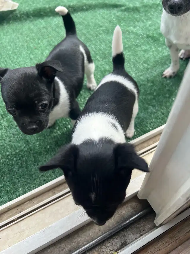 Adorable Female Chihuahua Puppies! - Photo 9