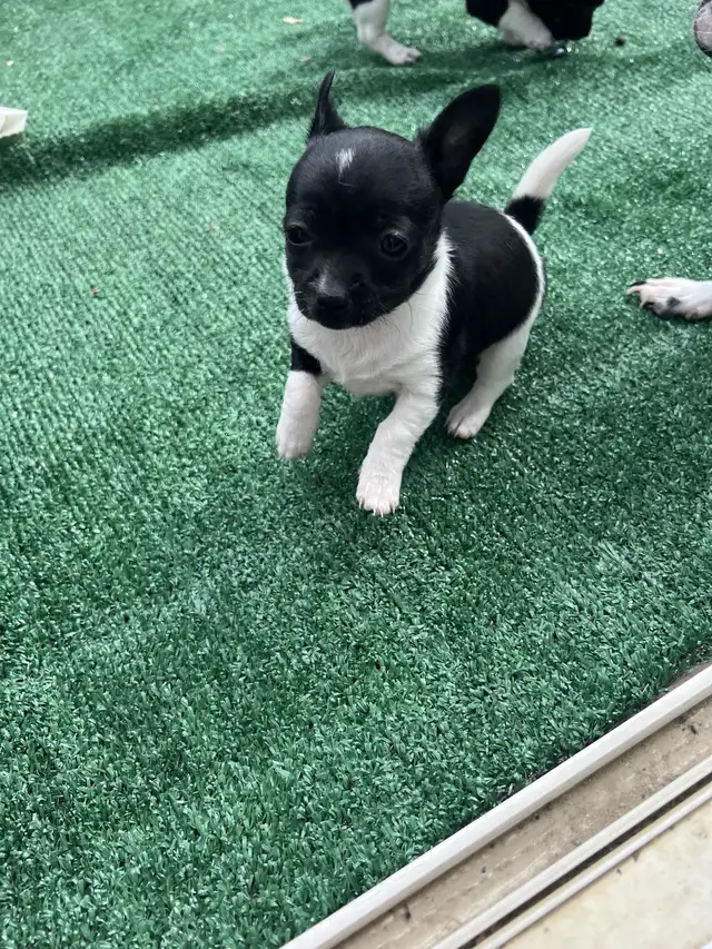 Adorable Female Chihuahua Puppies! - Photo 10