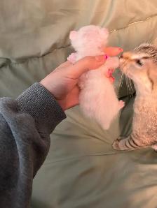 chaton highland lynx