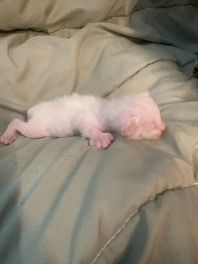 chaton highland lynx - Photo 2