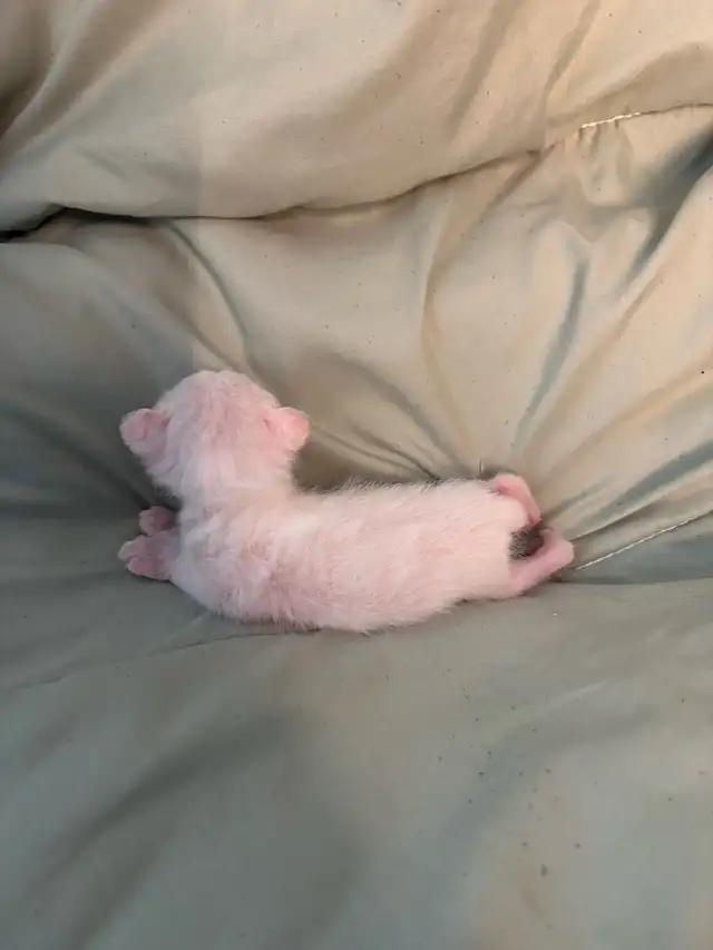 chaton highland lynx - Photo 3