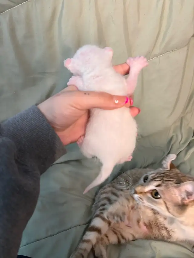 chaton highland lynx - Photo 4