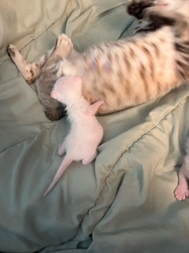 chaton highland lynx - Photo 5