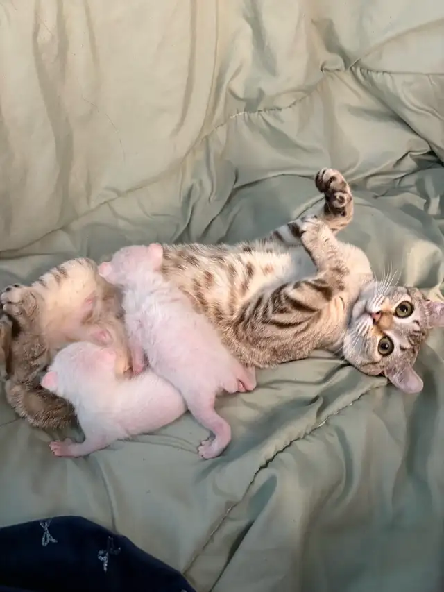 chaton highland lynx - Photo 6