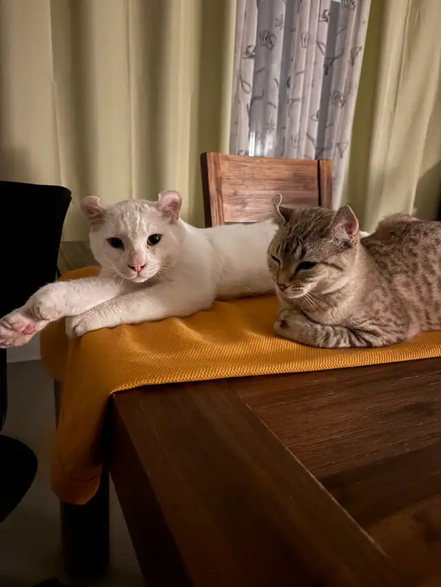 chaton highland lynx - Photo 7