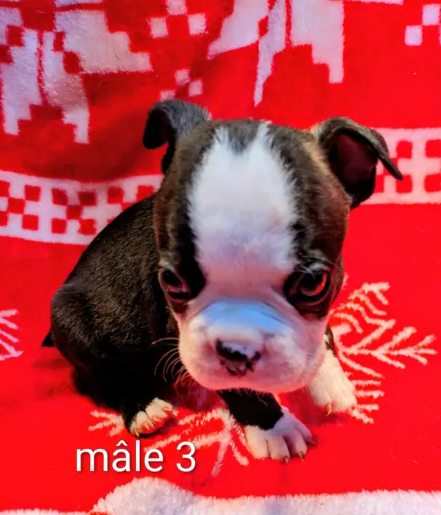 Magnifiques Boston Terrier