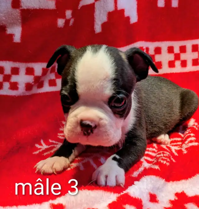 Magnifiques Boston Terrier - Photo 2