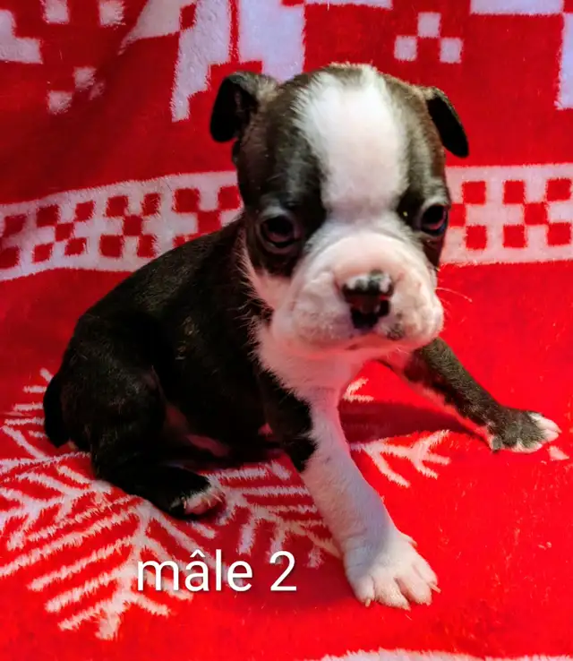 Magnifiques Boston Terrier - Photo 3