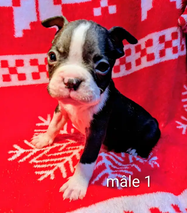 Magnifiques Boston Terrier - Photo 4