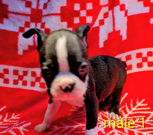 Magnifiques Boston Terrier - Photo 5