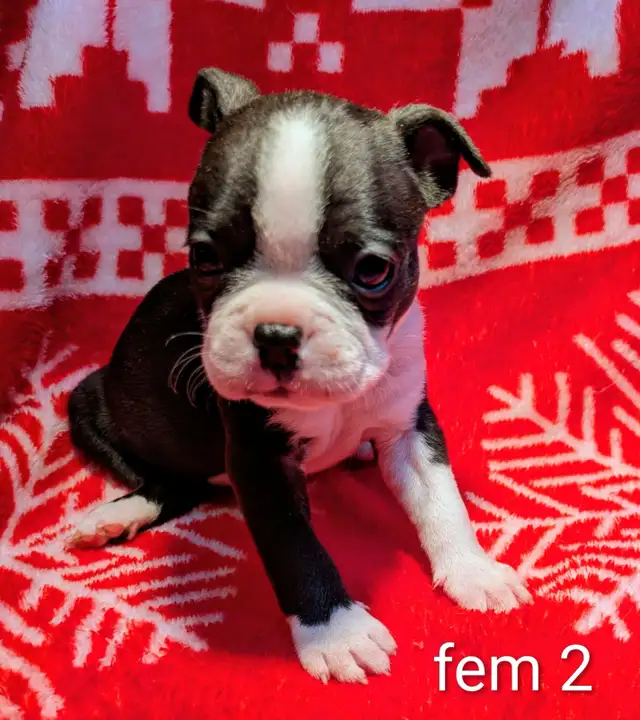Magnifiques Boston Terrier - Photo 6