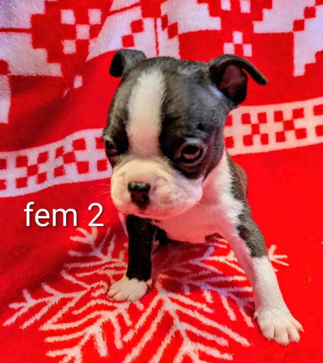 Magnifiques Boston Terrier - Photo 7