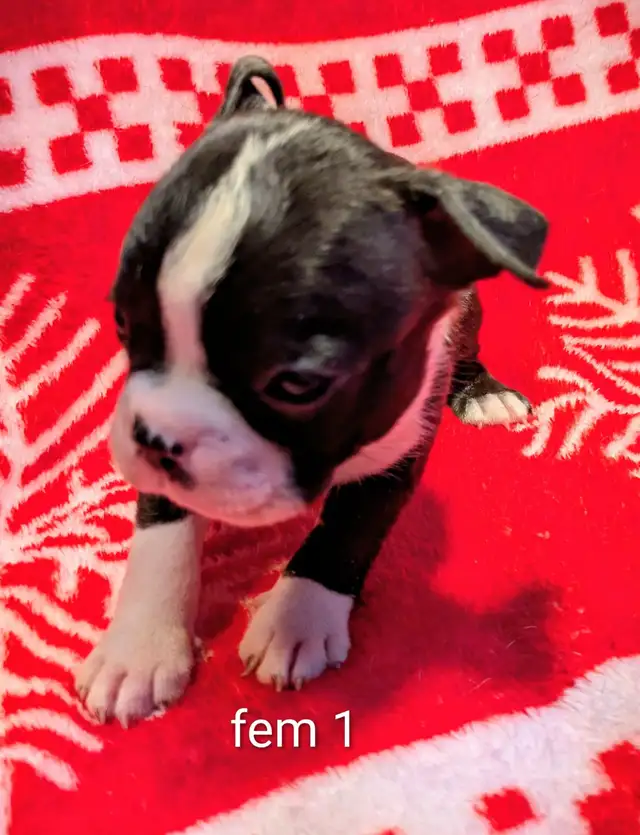 Magnifiques Boston Terrier - Photo 8