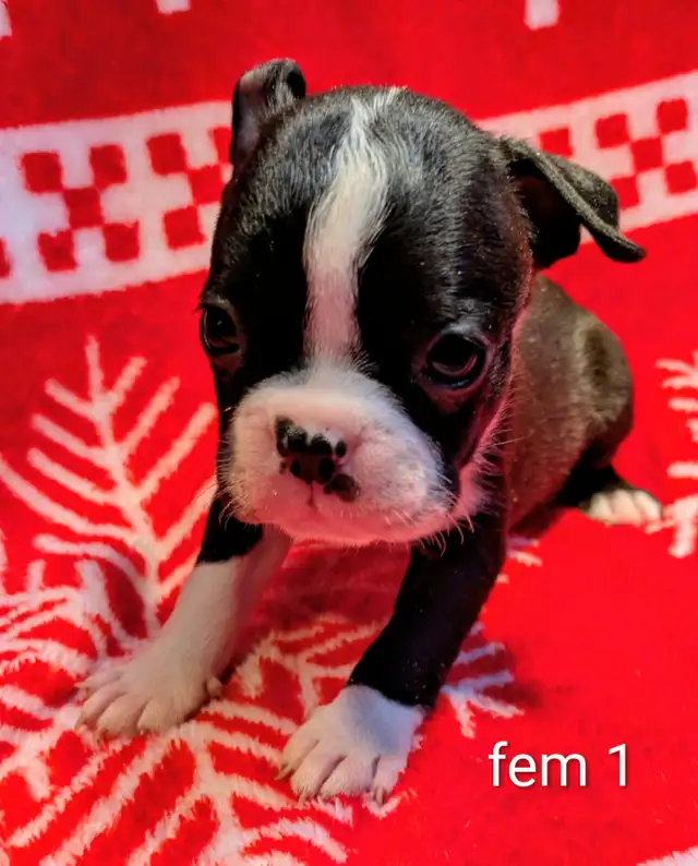 Magnifiques Boston Terrier - Photo 9