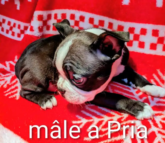 Magnifiques Boston Terrier - Photo 10