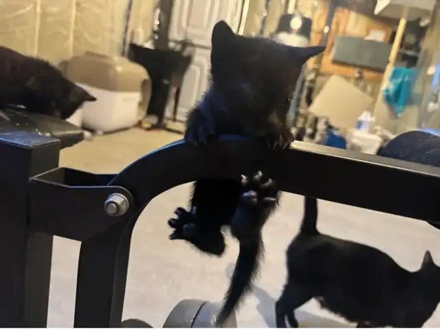 Black Blue Russian Kitten For Rehoming