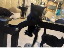 Black Blue Russian Kitten For Rehoming