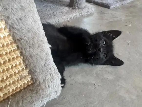 Black Blue Russian Kitten For Rehoming - Photo 4