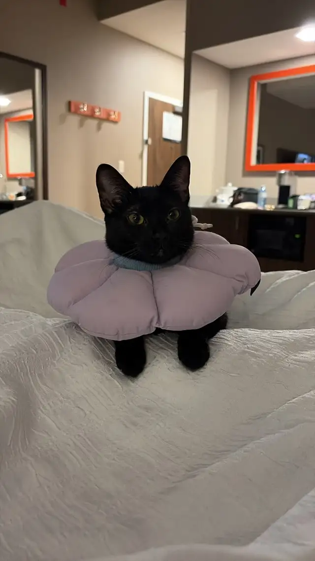 Black Blue Russian Kitten For Rehoming - Photo 5