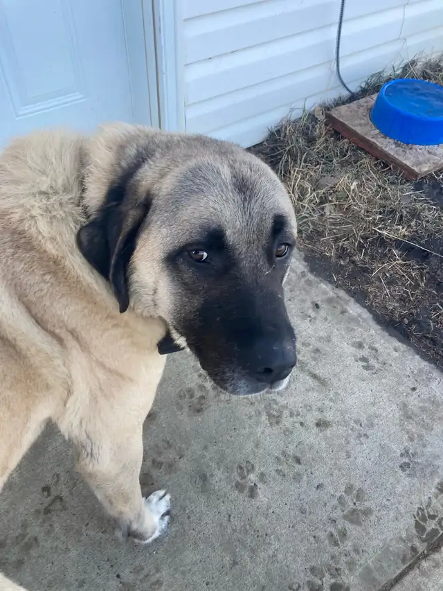 Kangal for rehoming