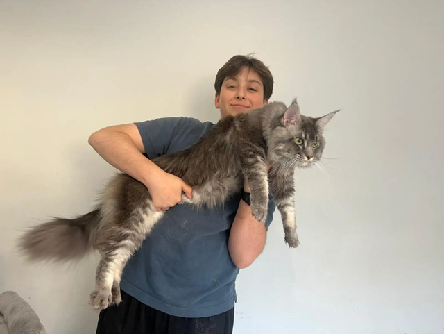 Meet Your Future Gentle Giant – Purebred Maine Coon Kittens - Photo 3