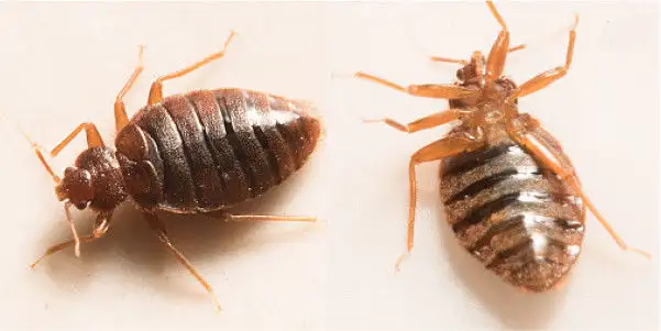 AFFORDABLE 24/7 PEST CONTROL! ELIMINEX PEST MANAGEMENT - Photo 5