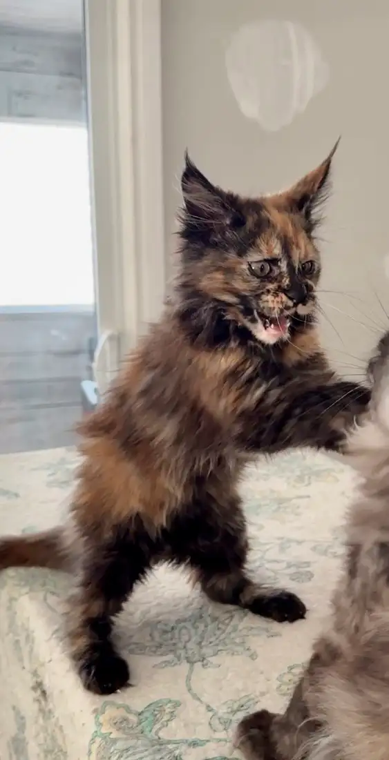 Magnificent Maine Coon Kittens – Ready for Forever Homes! - Photo 2