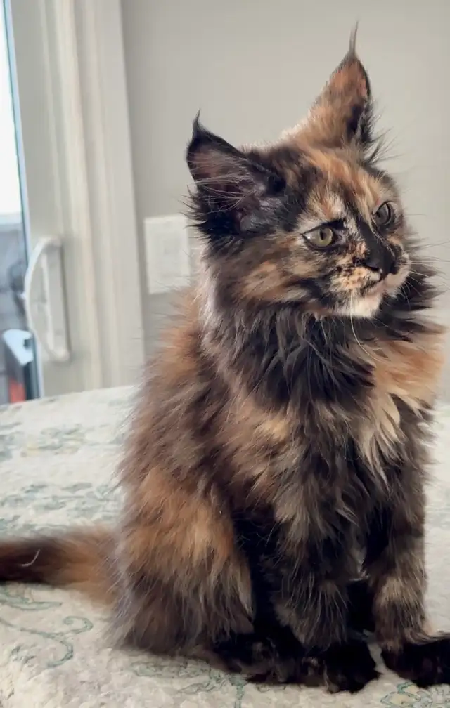 Magnificent Maine Coon Kittens – Ready for Forever Homes! - Photo 3