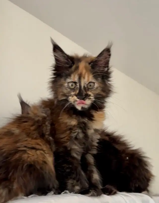 Magnificent Maine Coon Kittens – Ready for Forever Homes! - Photo 5