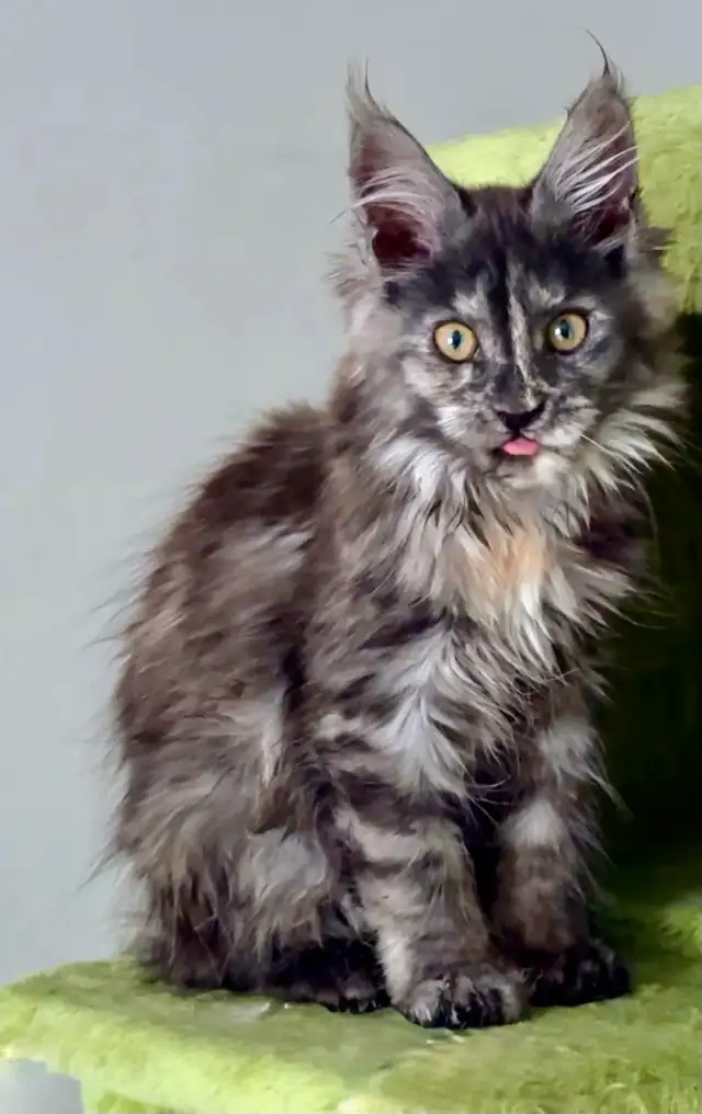 Magnificent Maine Coon Kittens – Ready for Forever Homes! - Photo 10