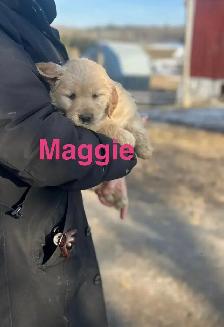 Golden Retriever Puppies