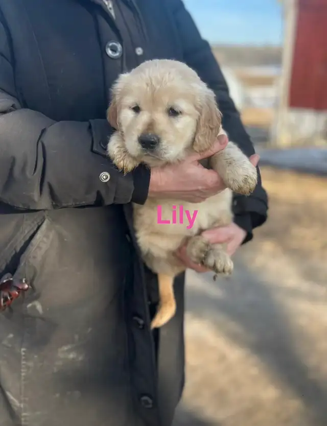 Golden Retriever Puppies - Photo 2