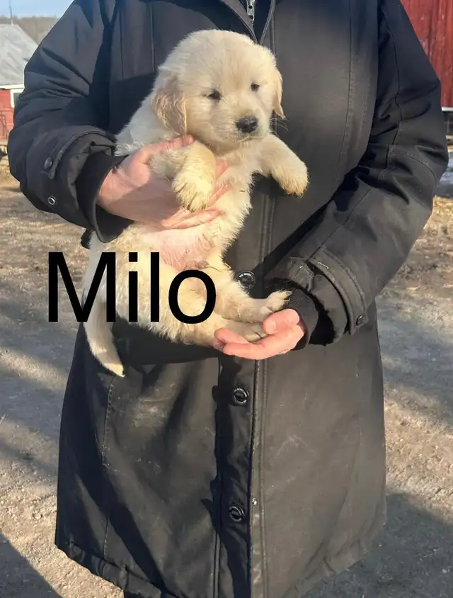 Golden Retriever Puppies - Photo 3