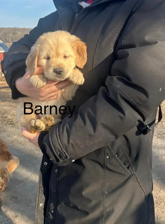 Golden Retriever Puppies - Photo 4