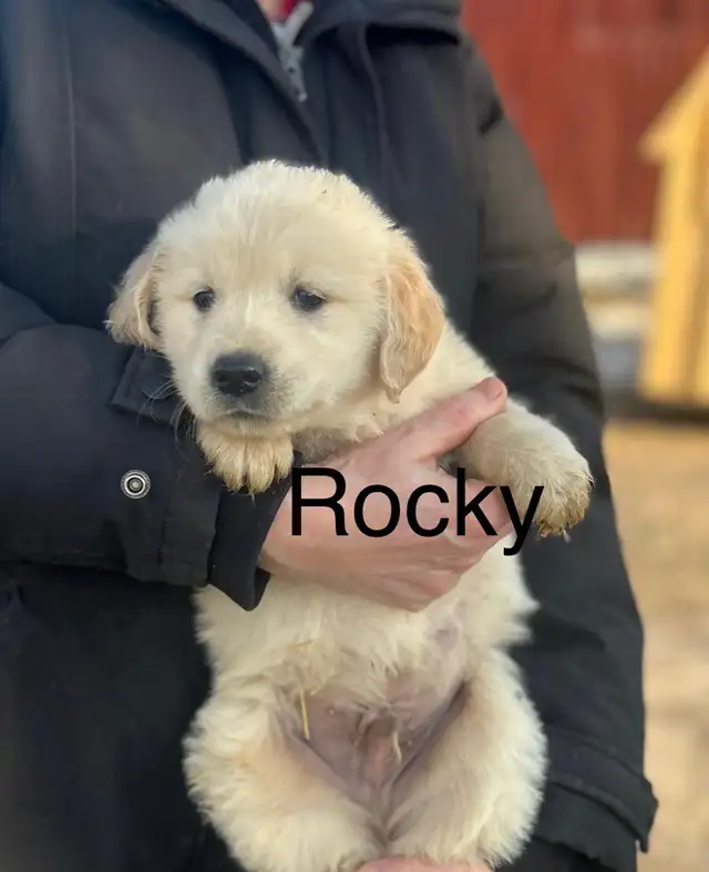 Golden Retriever Puppies - Photo 5