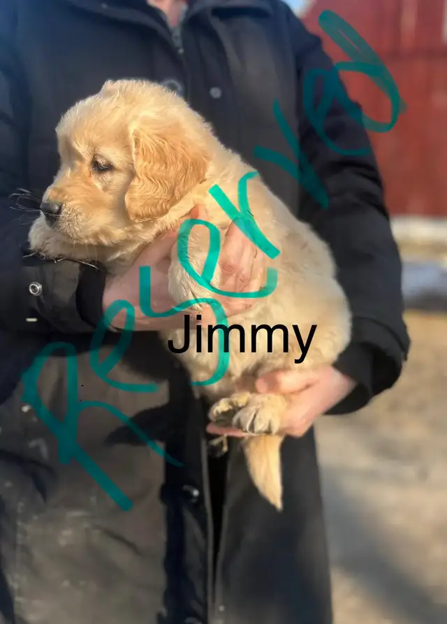 Golden Retriever Puppies - Photo 7