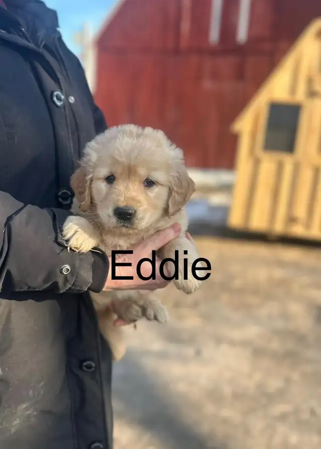 Golden Retriever Puppies - Photo 8