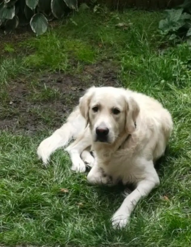 Golden Retriever Puppies - Photo 10